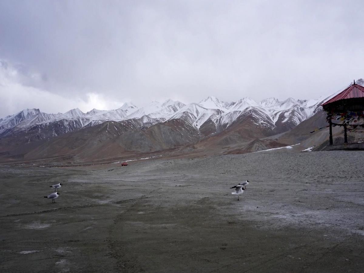 Pangong Delight Camps And Cottages Spangmik Luaran gambar